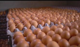 Huevos a granel industria