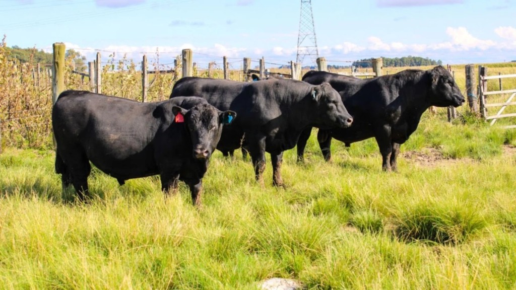 Cortes de Carnes