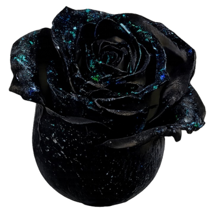 Bloom Dark Universe