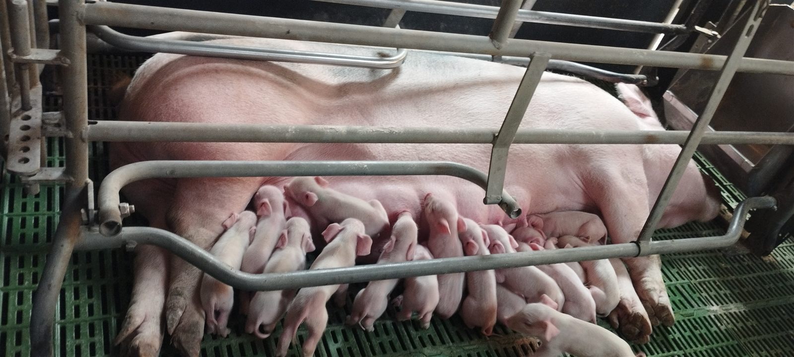 Maternidad Porcícola Mayorga
