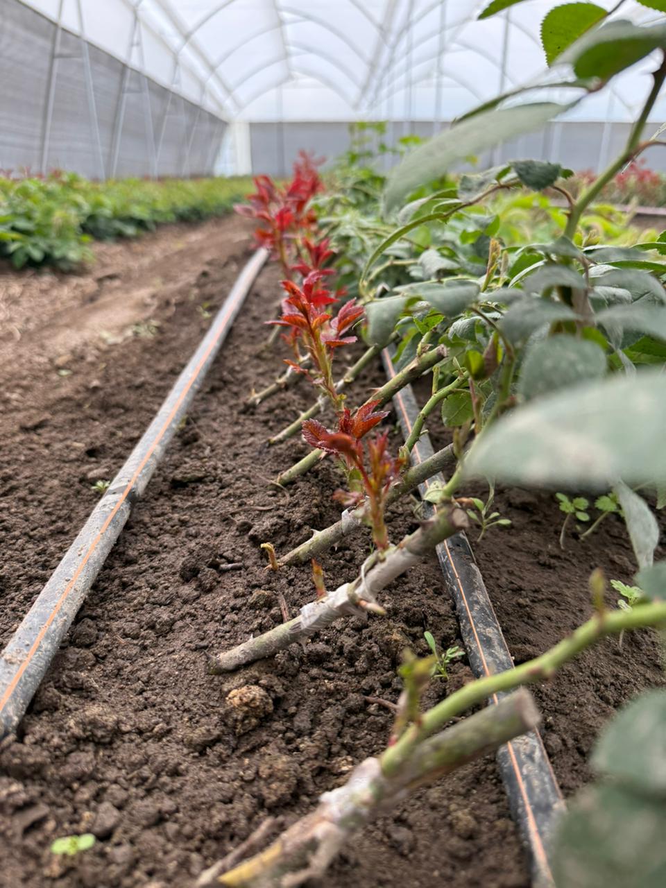 WhatsApp Image 2025-09-30 at 12.18.53