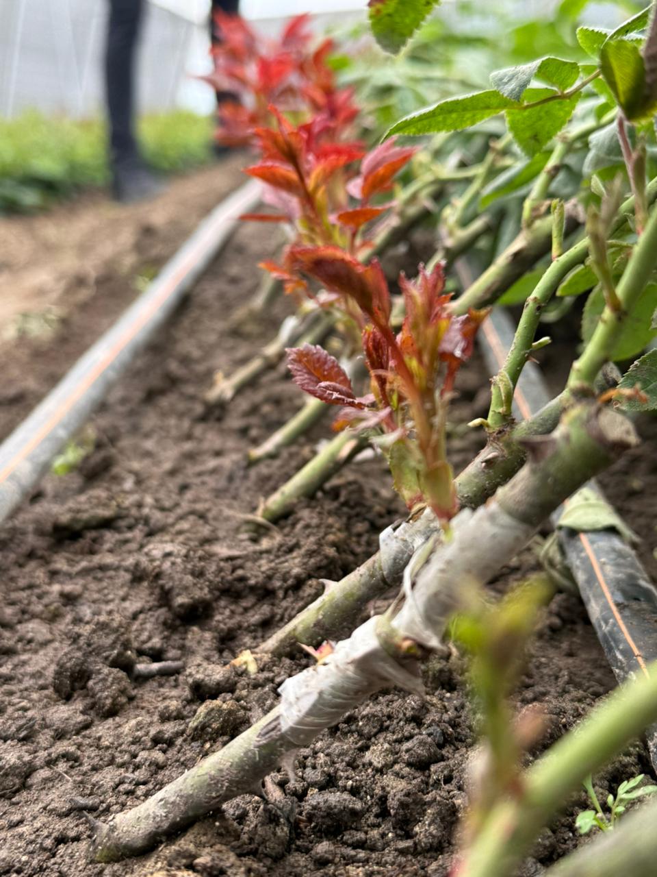 WhatsApp Image 2025-09-30 at 12.18.54